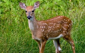 A young white-tailed deer.