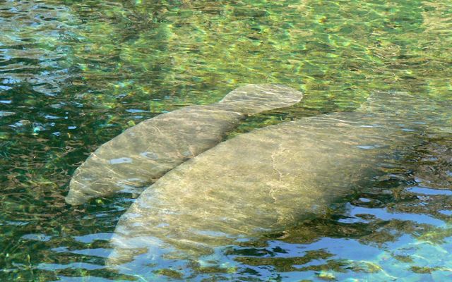 An adult and young manatee swim just under the surface of shallow water.
