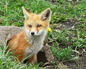A fox kit pictured in the center of the frame looks to the lefthand side of the frame, emerging from a log set against a field with green grass.