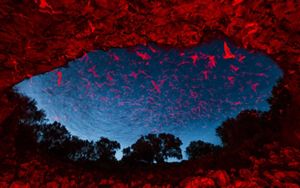 The Battle For Bracken Cave