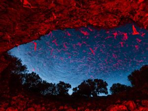 Bats fly out of a cave entrance at dusk