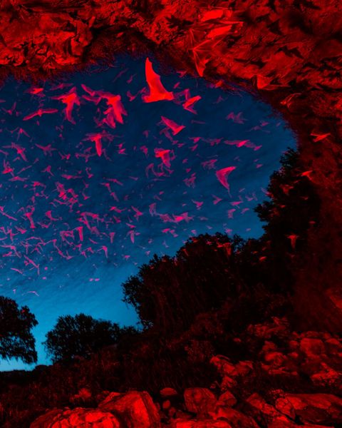 A large group of bats take flight from a rocky cave.