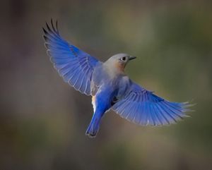 Eastern blue bird in mid-flight