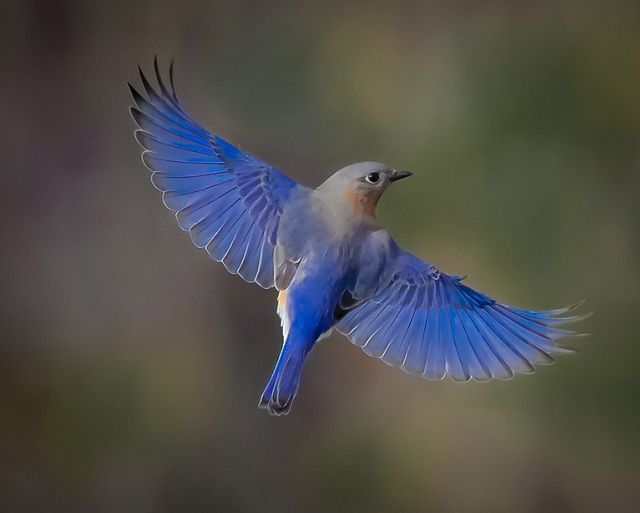 Joseph H. Williams Tallgrass Prairie Preserve | TNC in Oklahoma