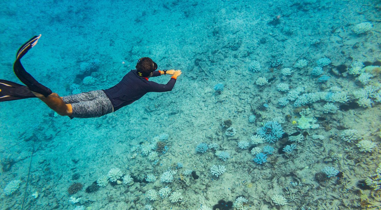 person snorkeling in clear blue water
