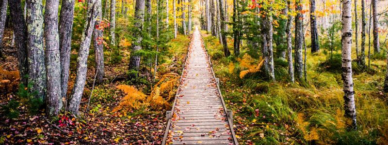 a boardwalk path cutting through a grove of aspen trees.