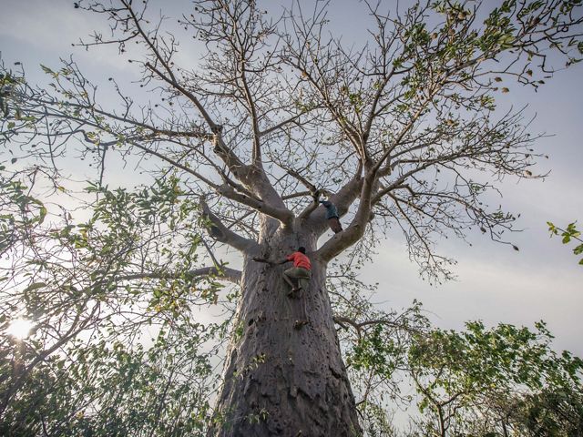 Two men climbs toward the top branches of a baobab tree