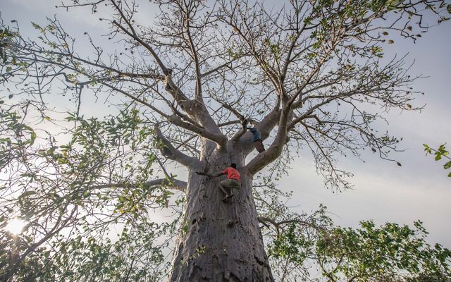 Hunters Climb Baobab Tree