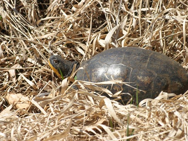 a turtle surrounded by dry yellow grasses or hay.