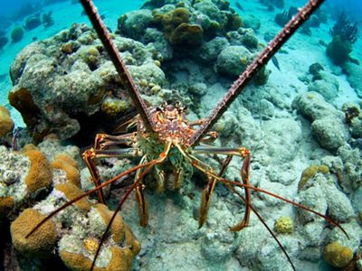 A spiny lobster at Jardines de la Reina underwater park