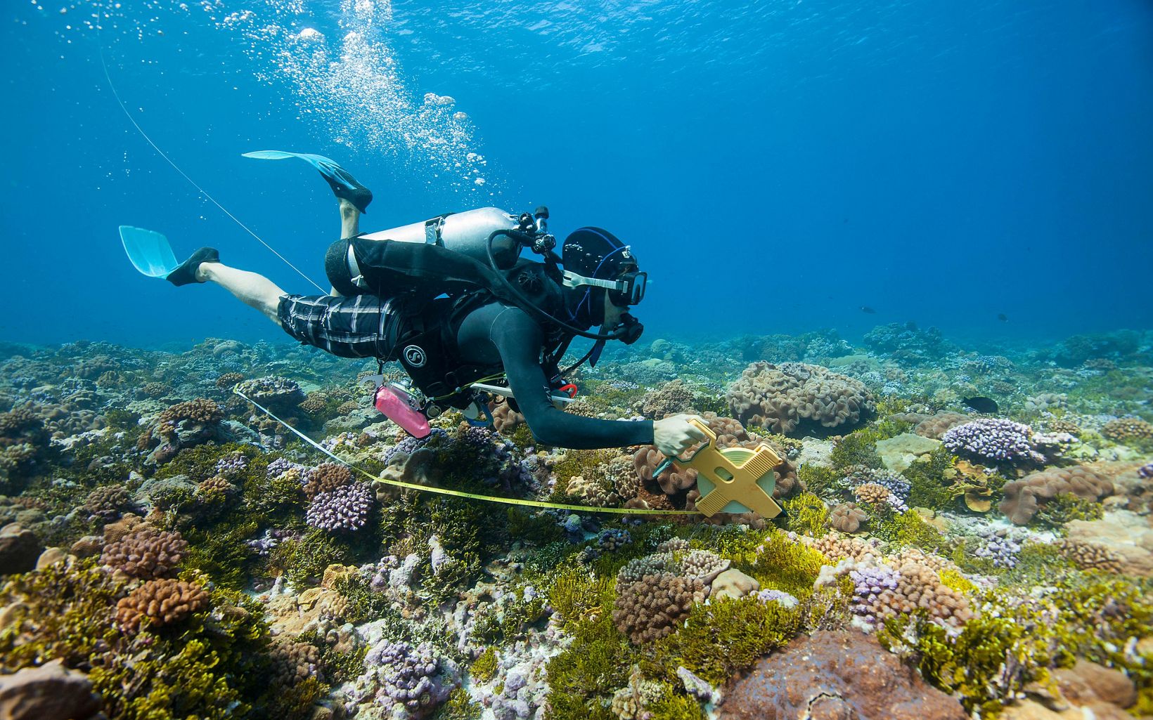  La investigadora de Carolina del Norte, Meaghan Johnson, estudia el arrecife Perfection Reef, el sitio donde se encuentra la plantación de coral Elkhorn por The Nature Conser
