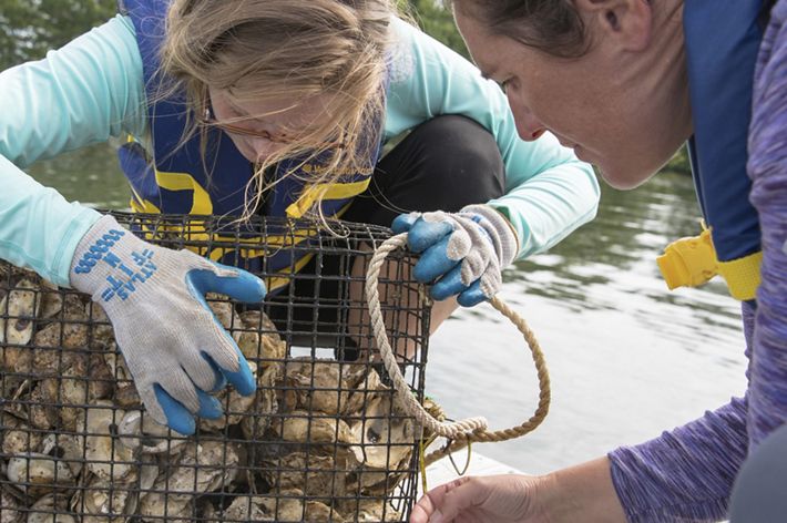 Two women lean over a mesh cage full of oysters with water in the background.