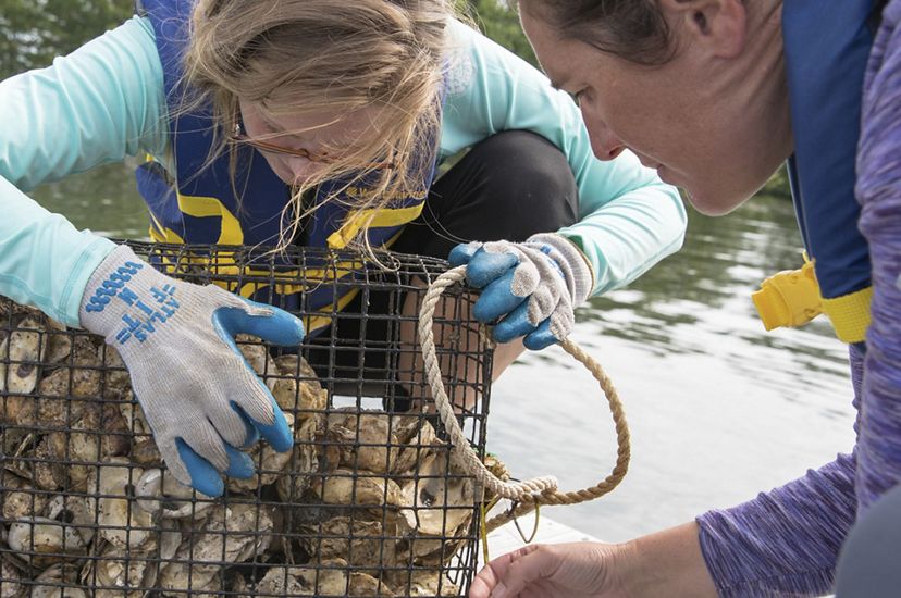 Two women lean over a mesh cage full of oysters with water in the background.