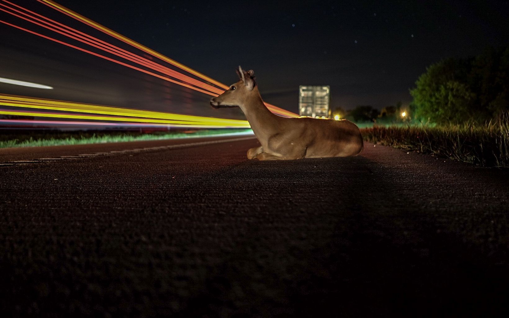 A deer rests on the side of the road along highway 49 in Nevada. 