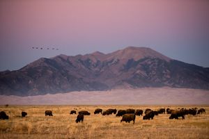 A herd of bison on grasslands with sand dunes and mountains in the background, and a pink sunset in the sky.