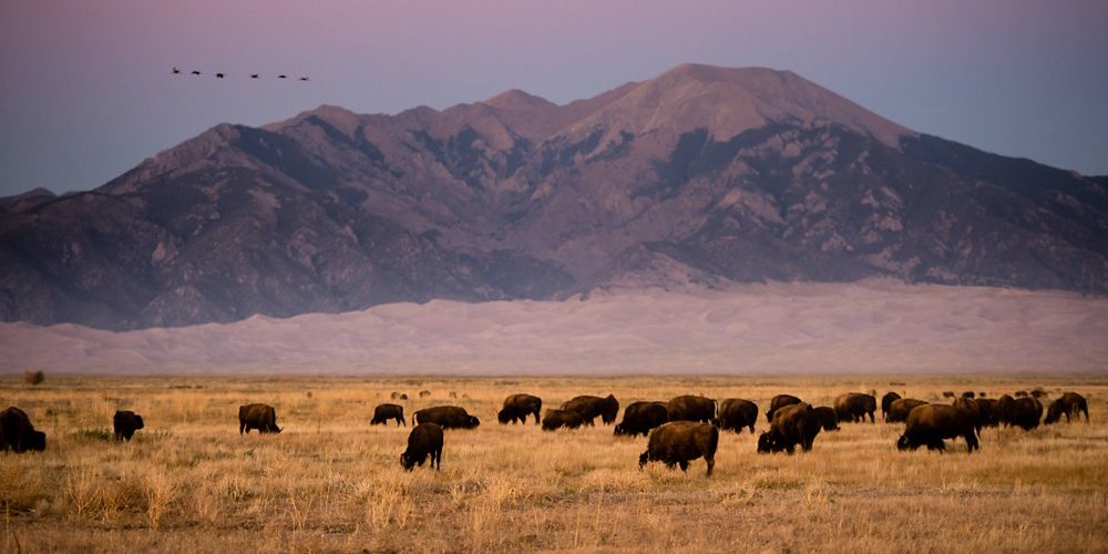 A herd of bison graze at sunset.