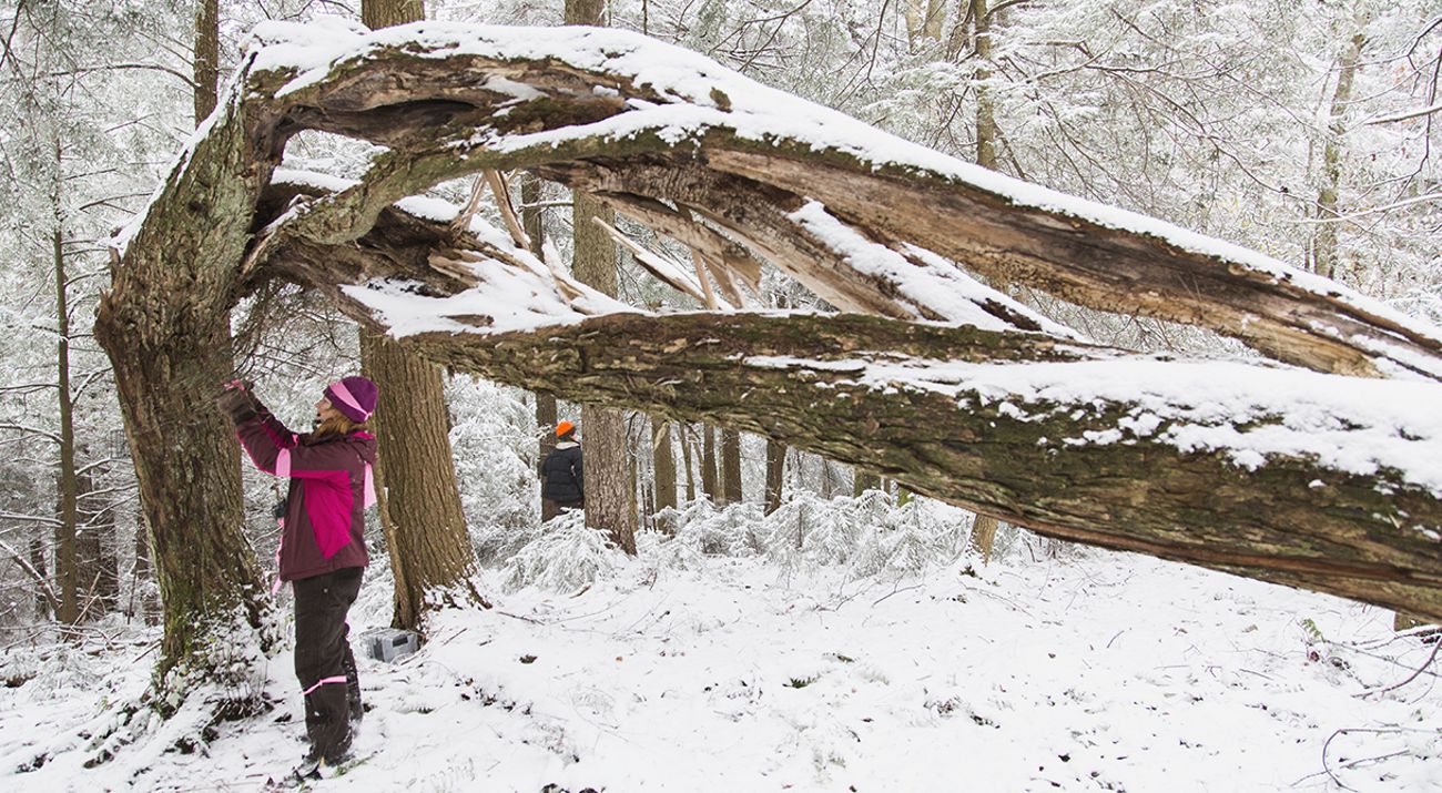 A researcher attaches something to a tree in a snowy forest.