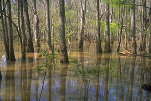 Old growth trees towering over murky waters. 