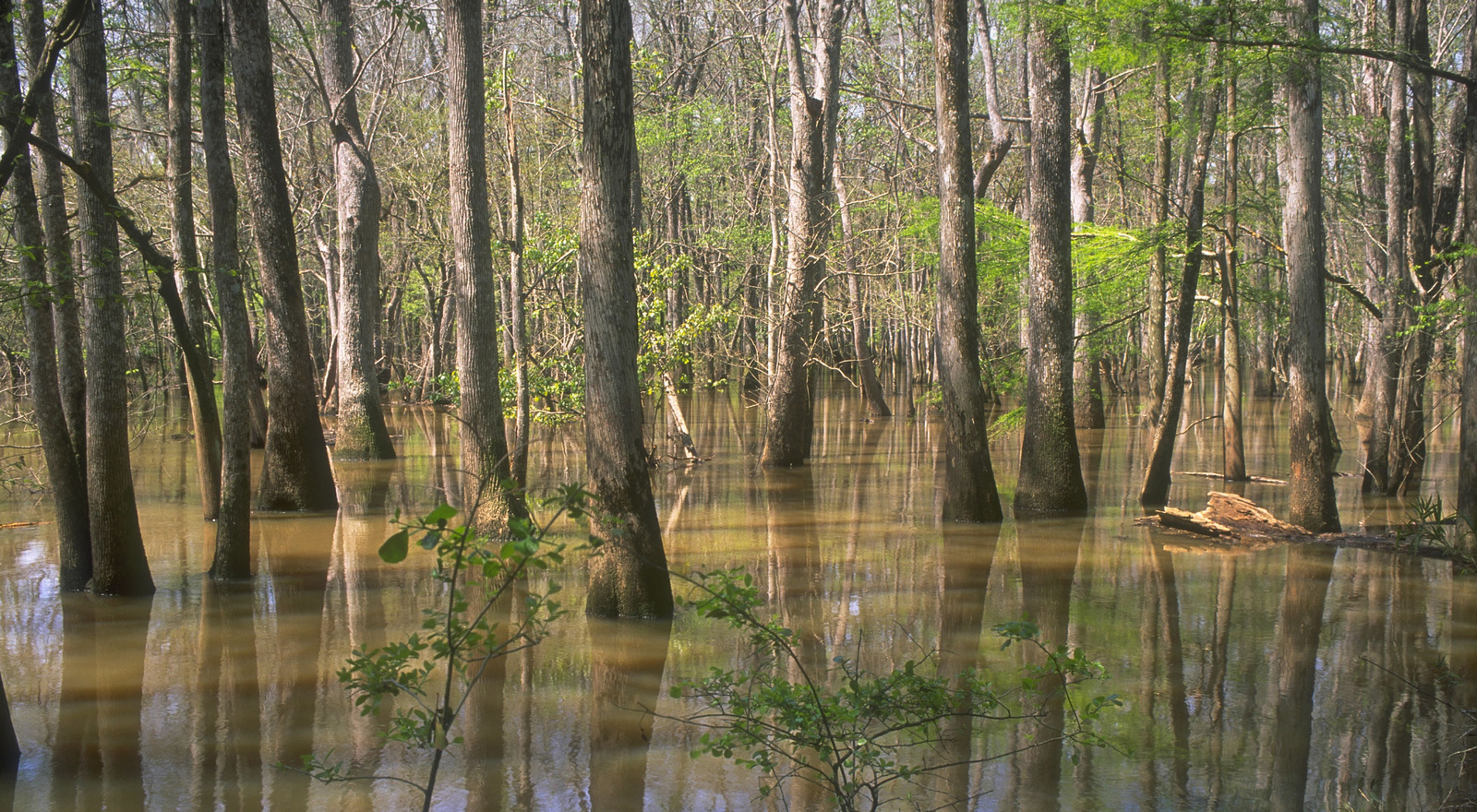 Water tupelo and bald cypress in Altamaha River, Georgia, United States, North America. 