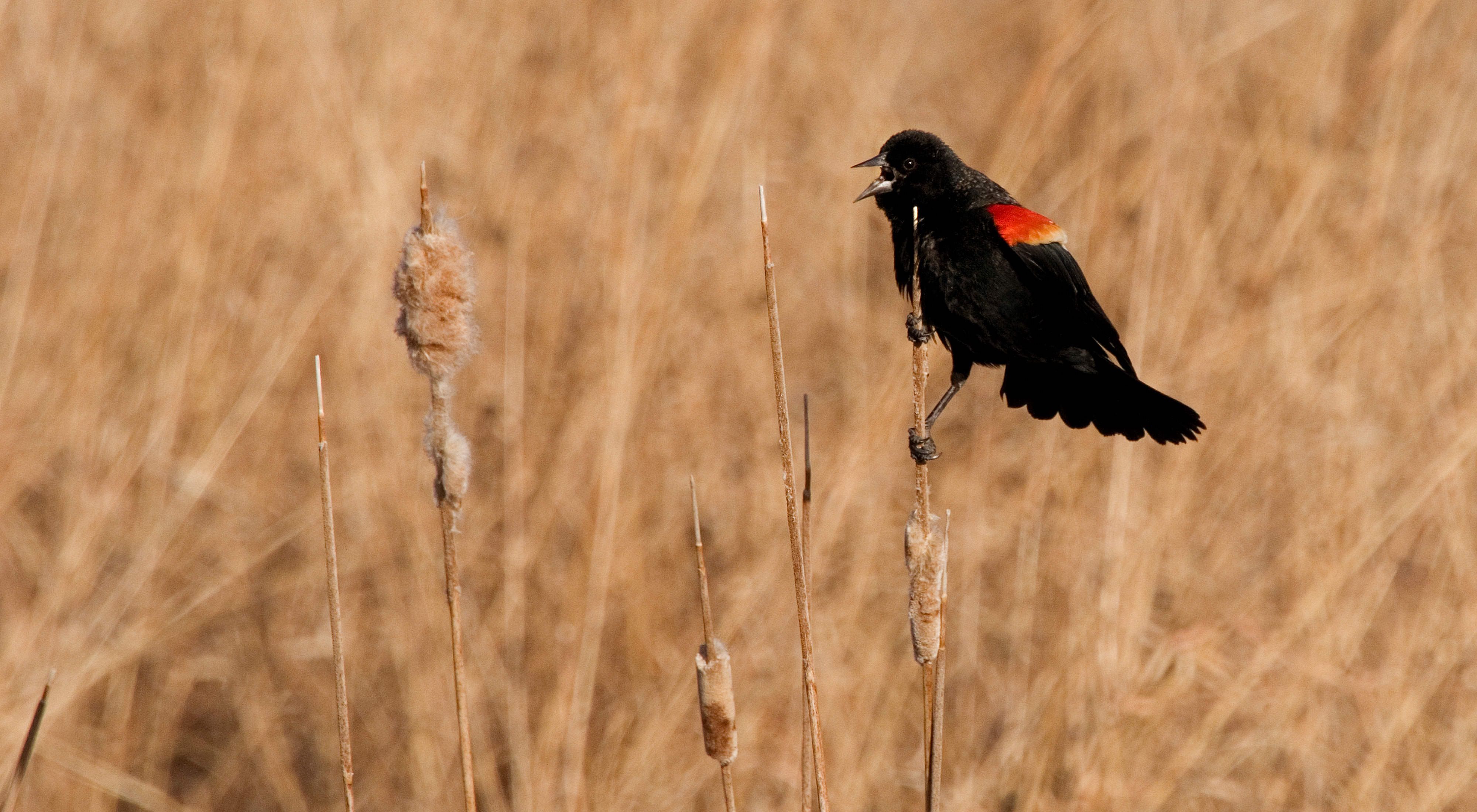 Red Winged Blackbird