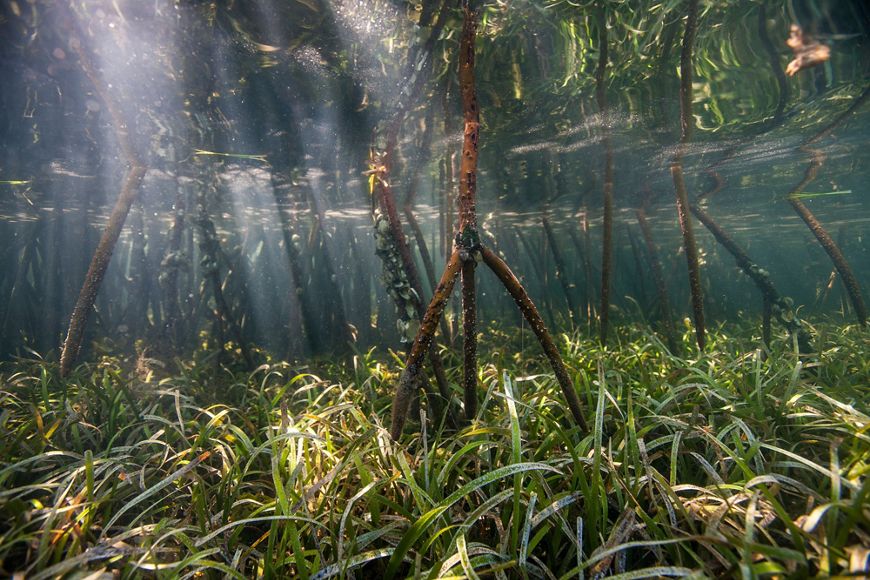 Red Mangrove.