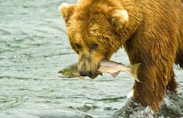 Grizzly bear holding a salmon in its mouth.