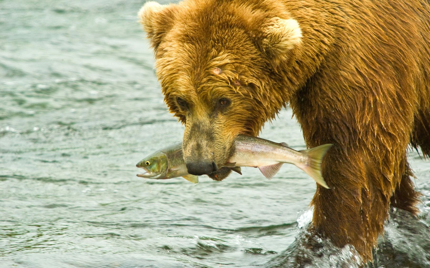 
                
                  Brown bear catches a salmon  at Brooks Falls in Alaska. 
                  © Ami Vitale
                
              