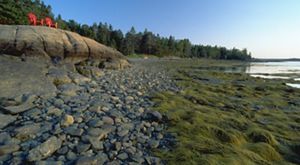 Evergreen trees line a rocky coastal area.