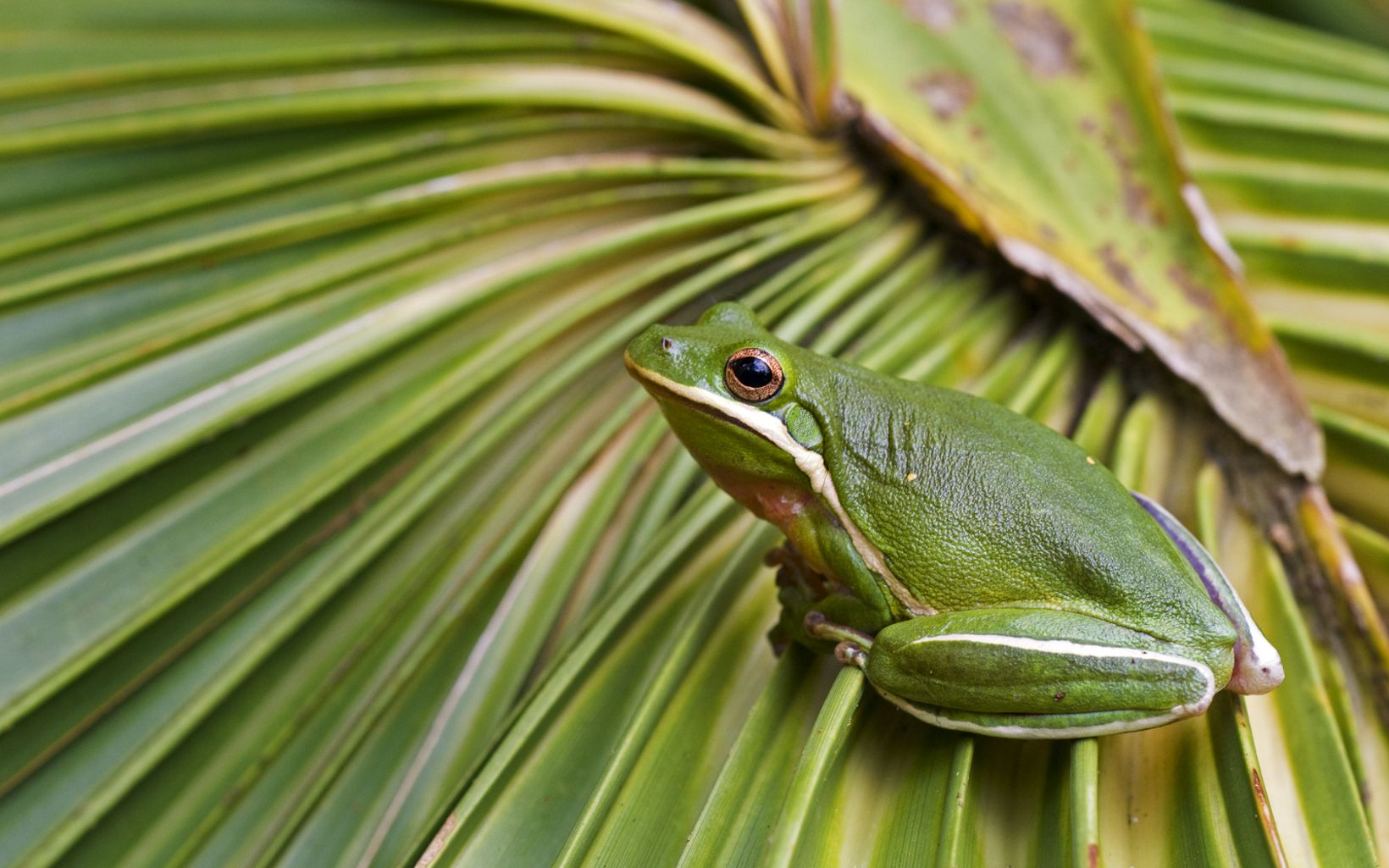 An American green tree frog perches on a large green frond.
