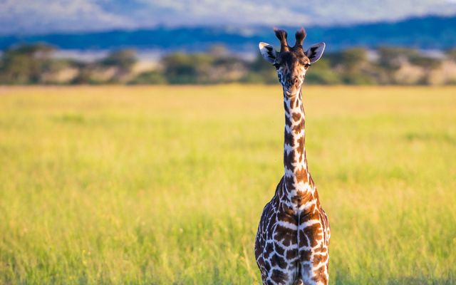 A single giraffe stands on an open savannah.