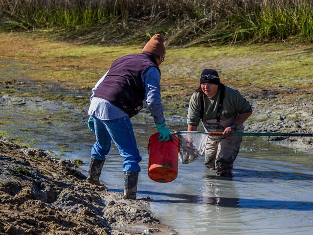 Collecting fish from a drained pond to be released in tributaries of the Colorado River