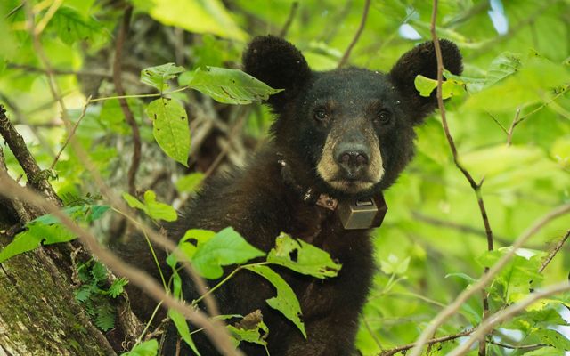 A young Louisiana black bear collared by Louisiana Department of Wildlife and Fisheries in the Atchafalaya Swamp of Louisiana.
