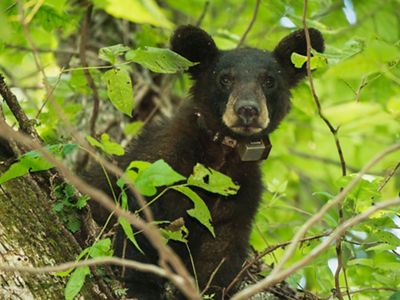 A black bear cub wearing a tracking device collar, framed by leaves in a tree.