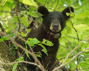 Louisiana black bear cub