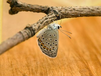 A karner blue butterfly upside down on a branch.