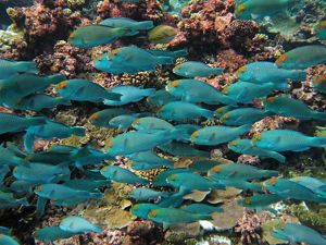 Tan-faced parrotfish