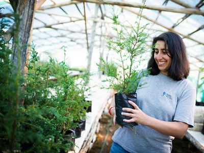 March 2012. Patricia Poveda, a park guard at the Valdivian Coastal Reserve, holding an Alerce (Fitzroya cupressoides) saplings in the reserve's greenhouse, the alerce saplings are planted to restore native forest in the reserve when the eucalyptus planta