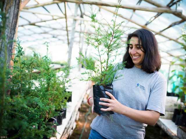 Patricia Poveda, a park guard at the Valdivian Coastal Reserve, holding an Alerce (Fitzroya cupressoides) sapling in the reserve's greenhouse.