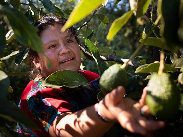 Hilda Pelepé on her small, family farm. She is in the early stages of converting from water and chemical intensive strawberries to agroforestry-based avocado trees.
 