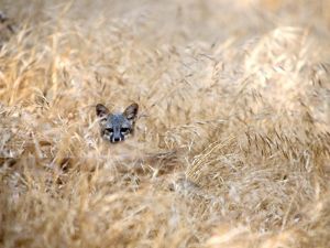 Santa Cruz Island Fox Facts Conservation Information