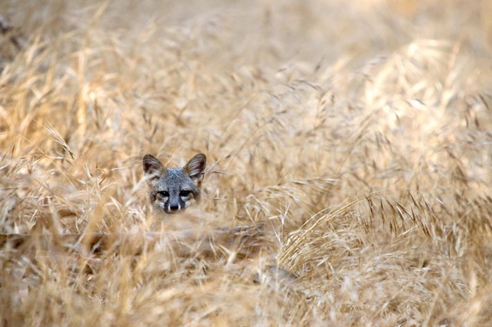 SANTA CRUZ ISLAND FOX