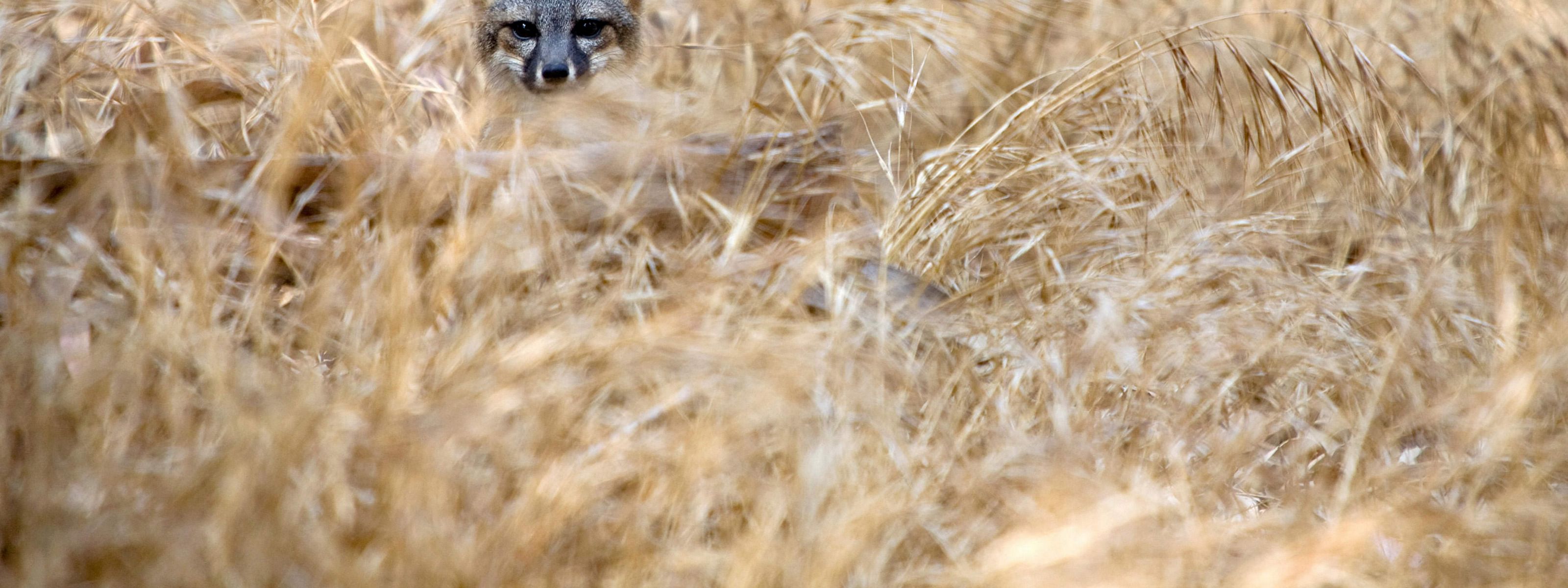 A Santa Cruz Island fox hides in tall grasses.