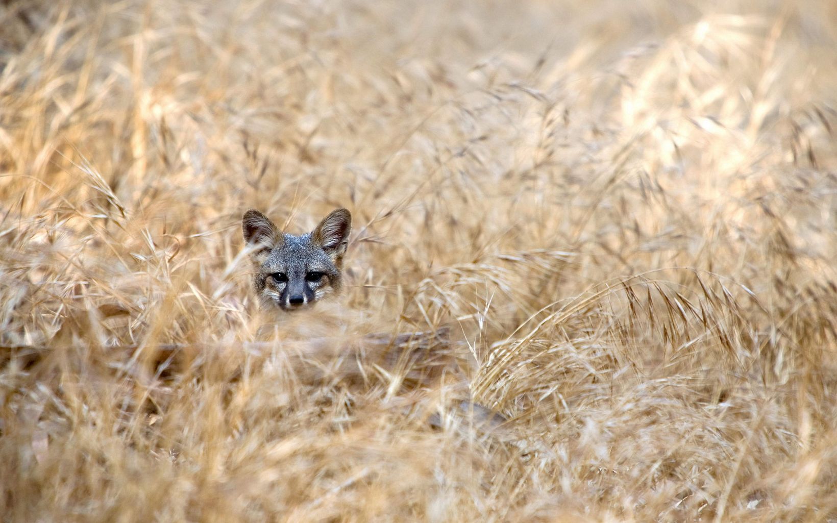 fox head visible as the animal hides in the grass