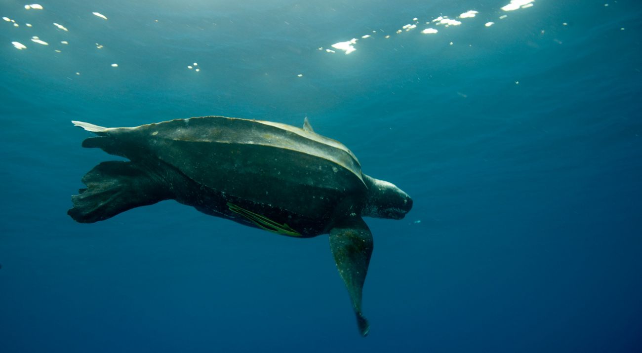 underwater view of a sea turtle swimming near the surface