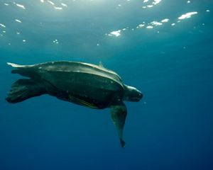 A large sea turtle swims underwater.