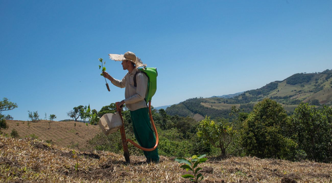 Un hombre planta un árbol en Brasil