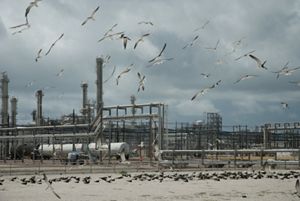 Birds fly around metal pipes and machinery.