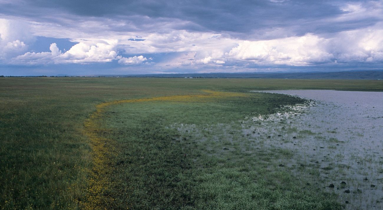 A ground level view of the wetlands at Vina Plains.