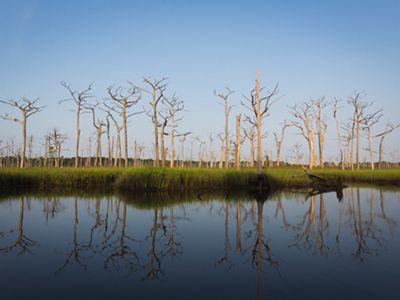 Dead cypress trees stand in a wetland