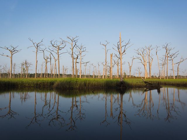Dead cypress trees stand in a wetland